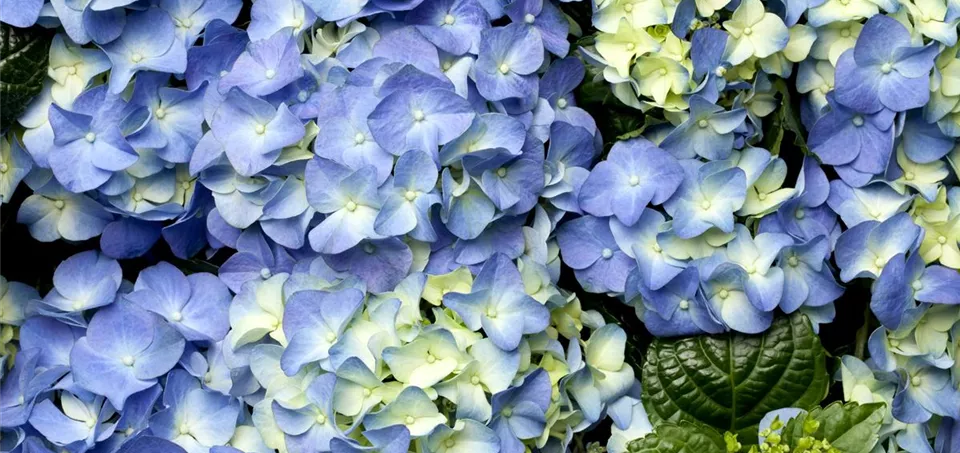 Hydrangea macrophylla