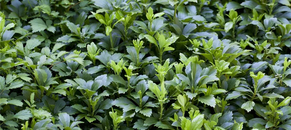 Pachysandra terminalis