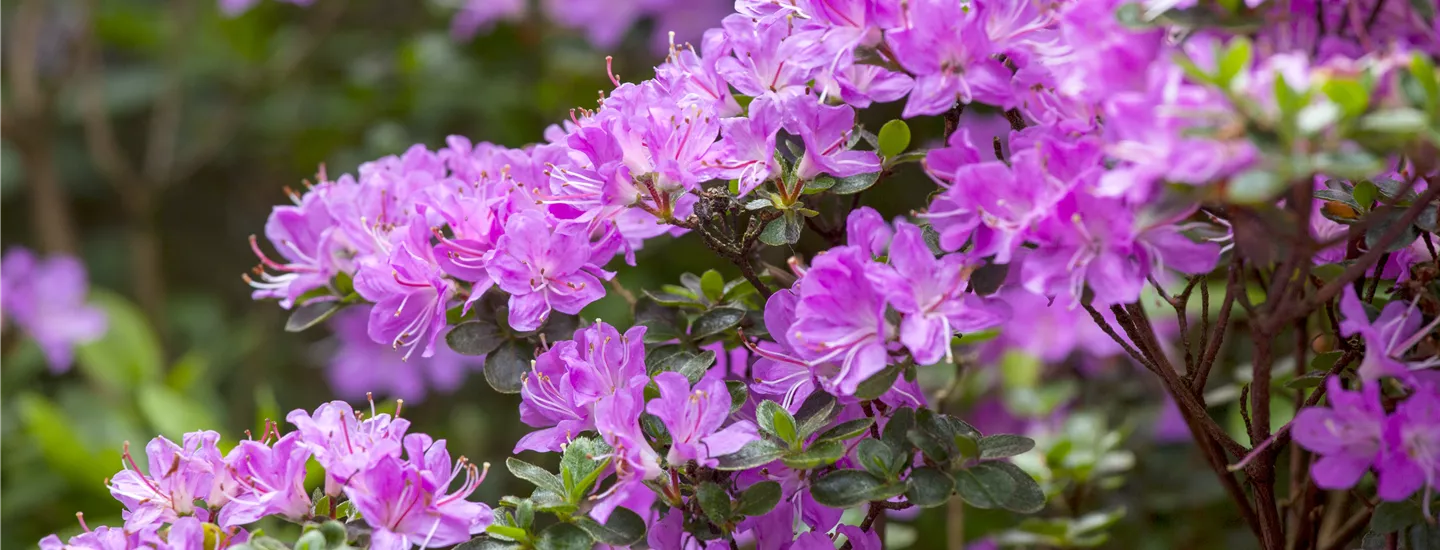 Rhododendron