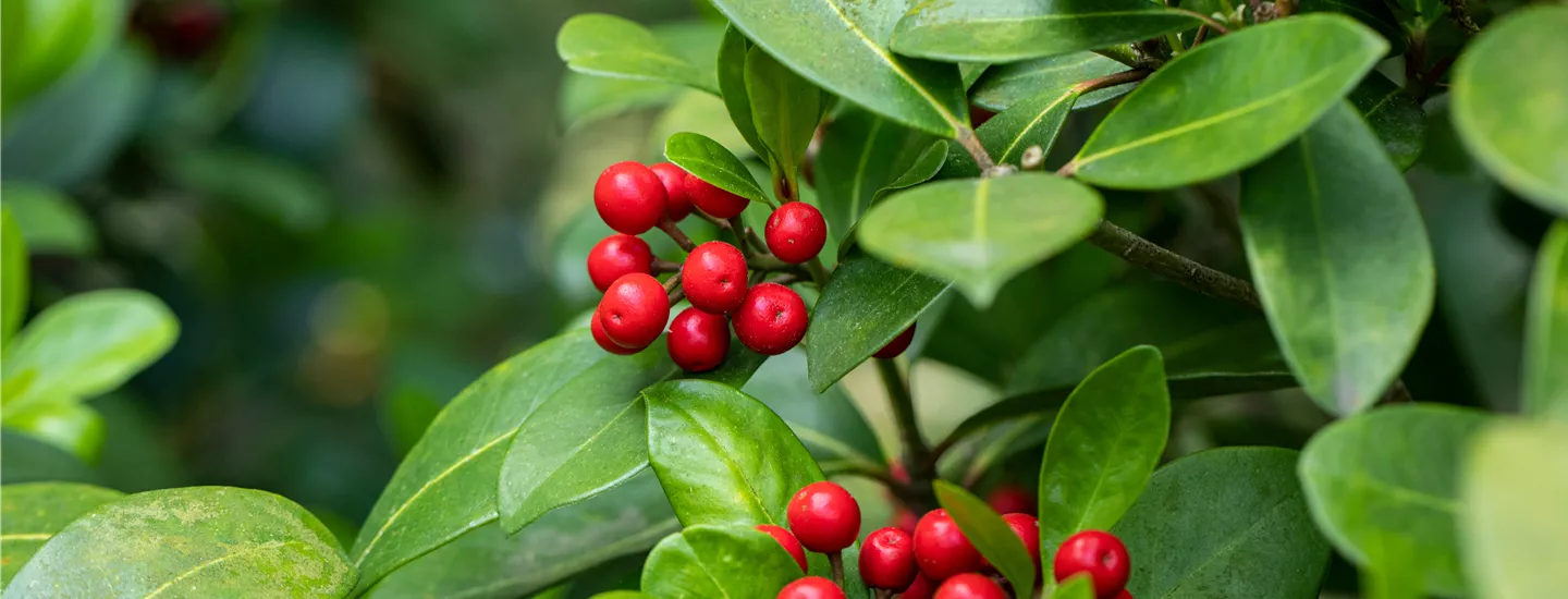 Skimmia japonica subsp. reevesiana