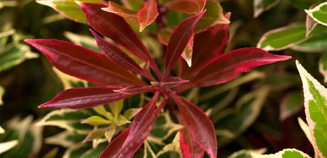 Pieris japonica 'Carnaval'