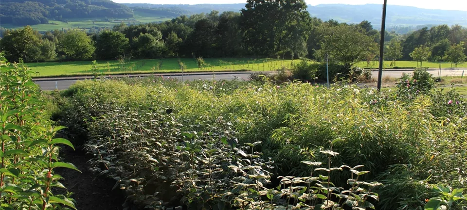 Semper-Verde_Baumschule-Ullmer_Gehölze_0001.jpg